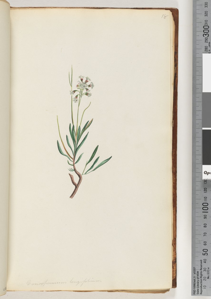 Strona 18. Conospermum longifolium Długie, szyszki liściowe autorstwa Unknown artist