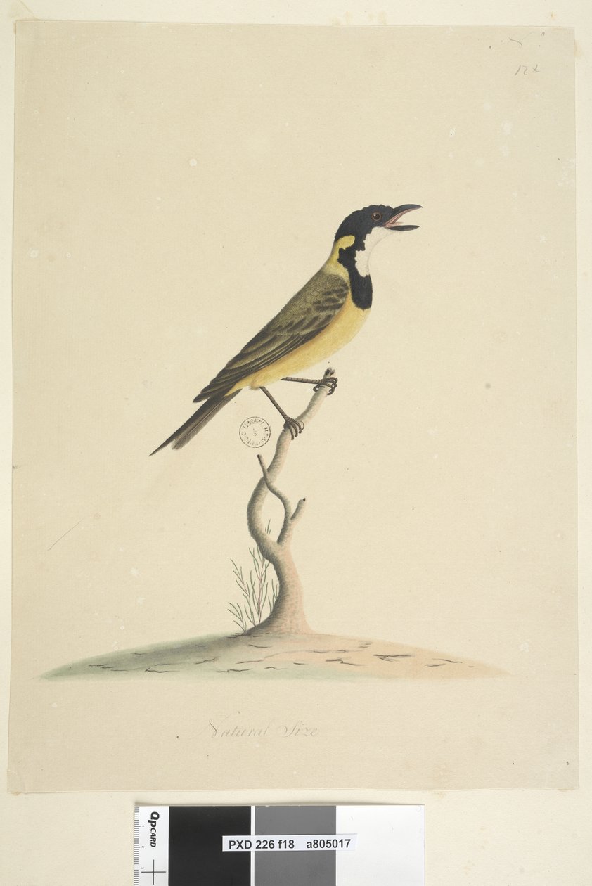 Strona 18. Naturalne rozmiary Golden Whistler Pachycephala pectoralis, samiec, 1791-92 autorstwa Unknown artist