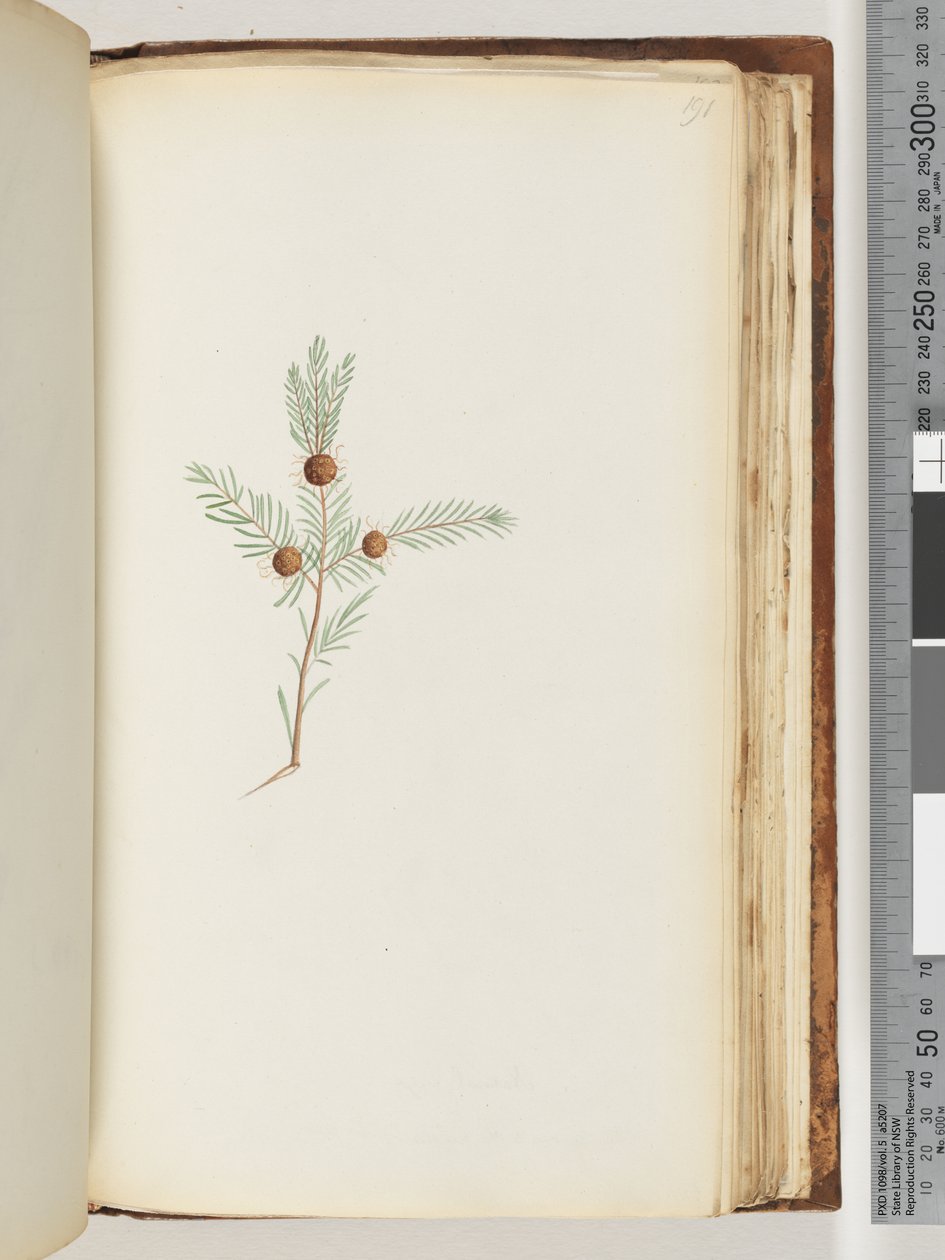Strona 191. Niezidentyfikowana roślina autorstwa Unknown