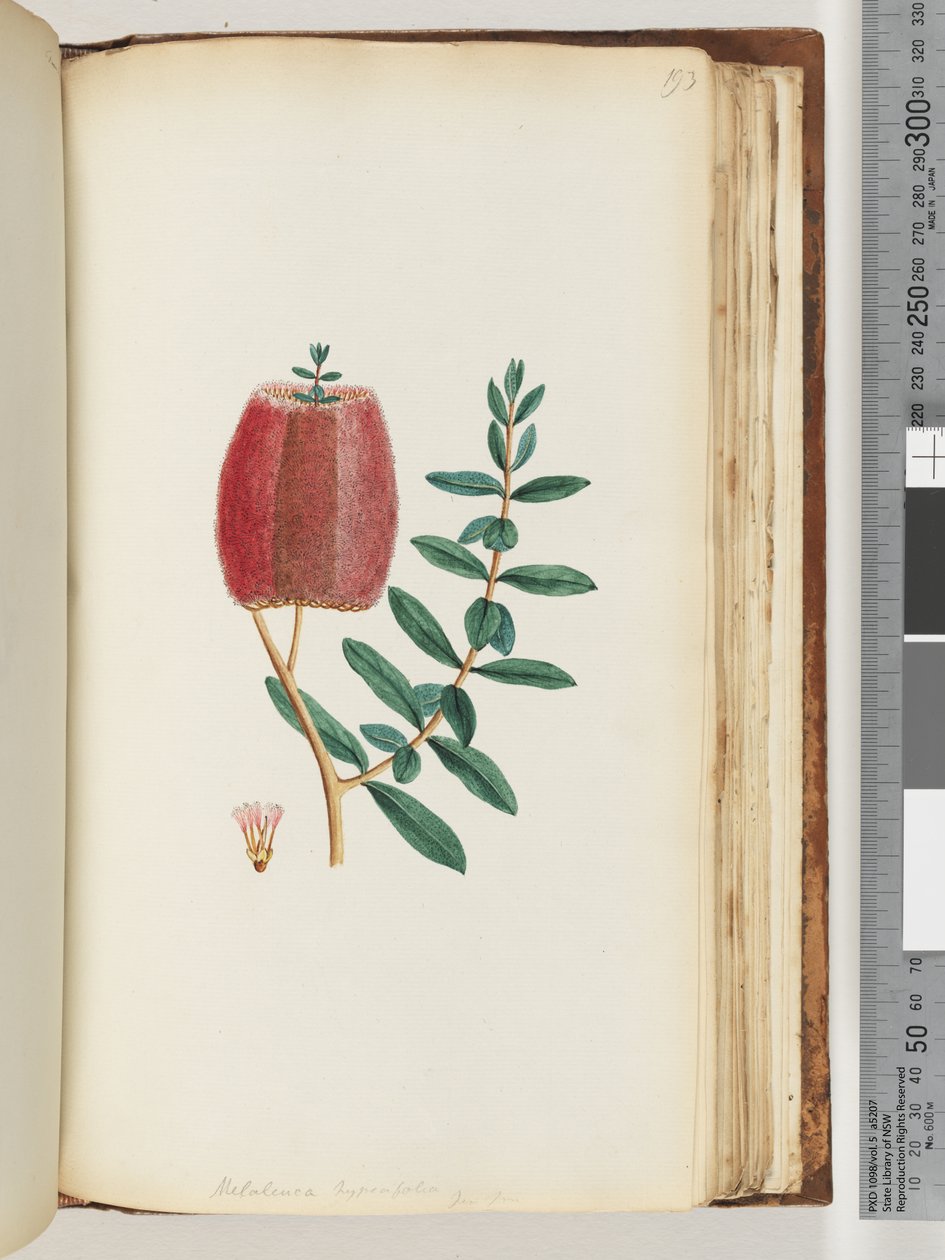 Strona 193. Melaleuca hypericifolia / mirt z czerwonego miodu autorstwa Unknown artist