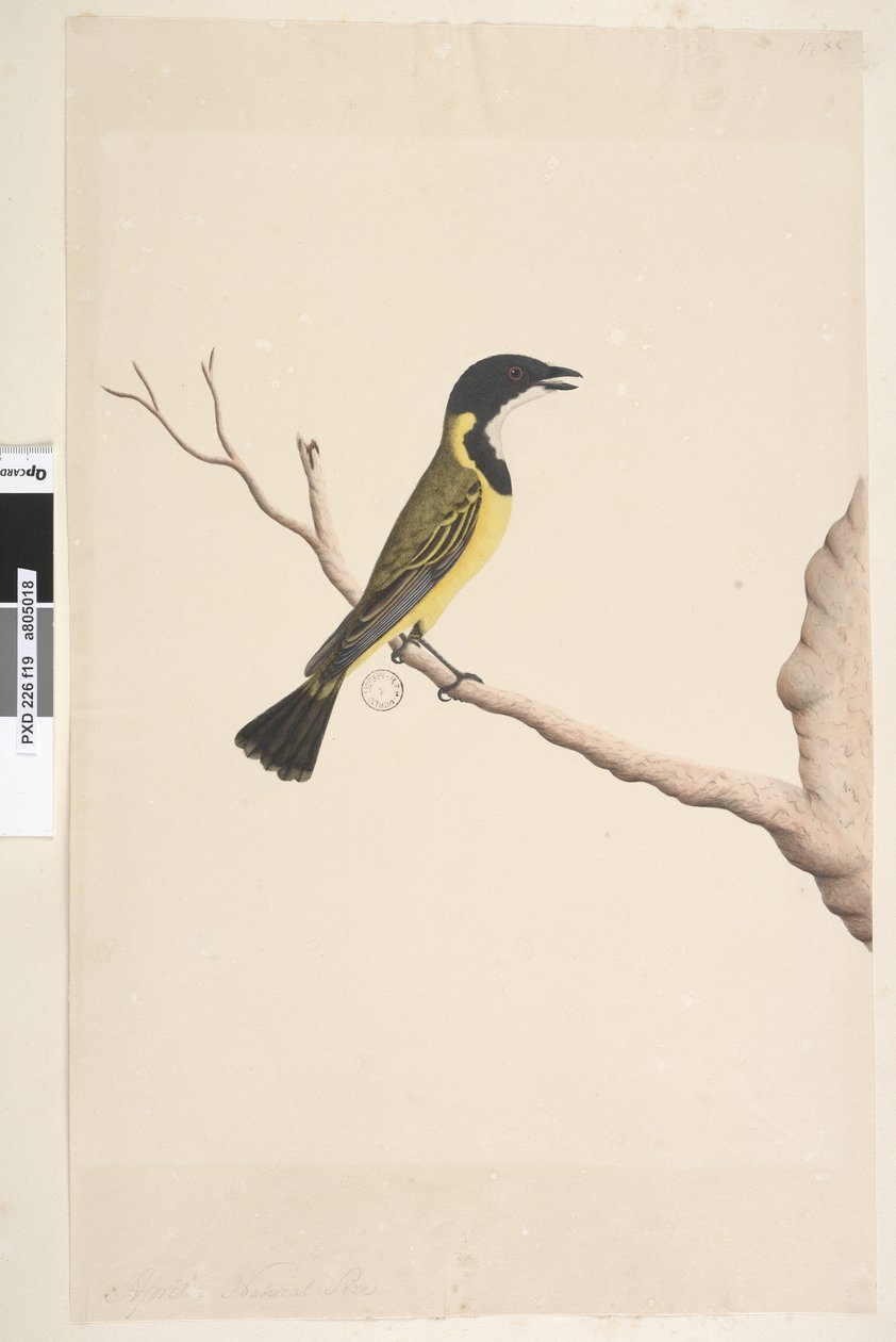 Strona 19. Kwiecień. Naturalnej wielkości Golden Whistler Pachycephala pectoralis, samiec, 1791-92 autorstwa Unknown artist