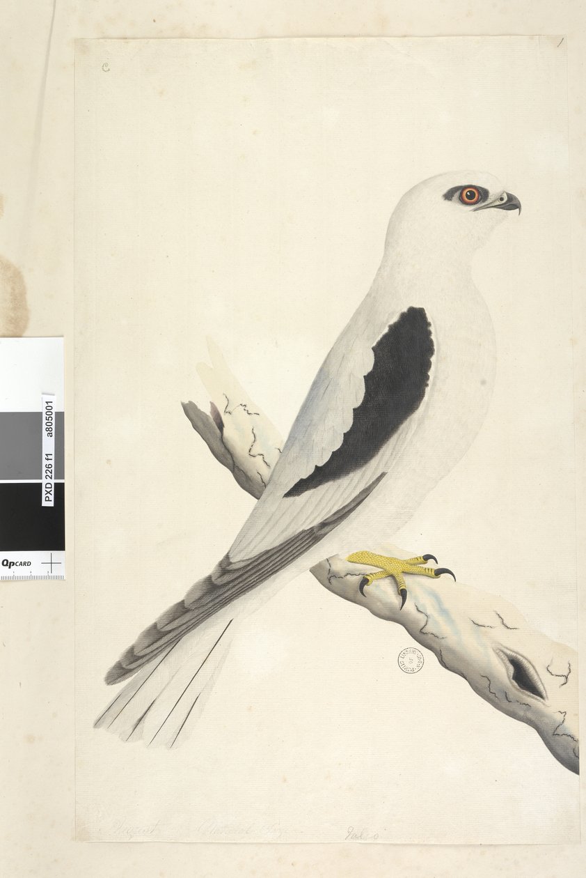 Strona 1. Falco, widziany w Augustacie w lewym dolnym rogu w innej ręce sie naturalnej wielkości. Kania czarna z łopatkami Elanus axillaris Elanus notatus, 1791-92 autorstwa Unknown artist