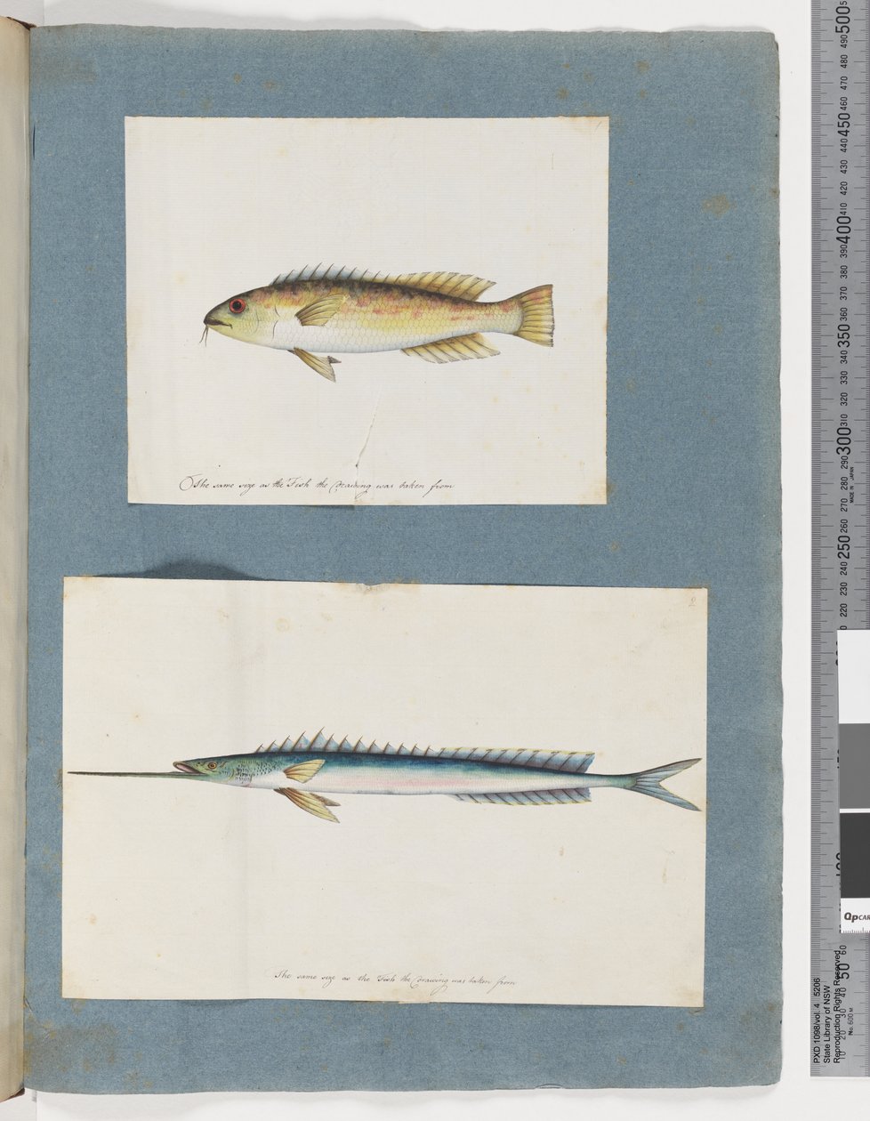 Strona 1. Niezidentyfikowane ryby. 2. Niezidentyfikowana ryba (akwarela na papierze) autorstwa Unknown artist