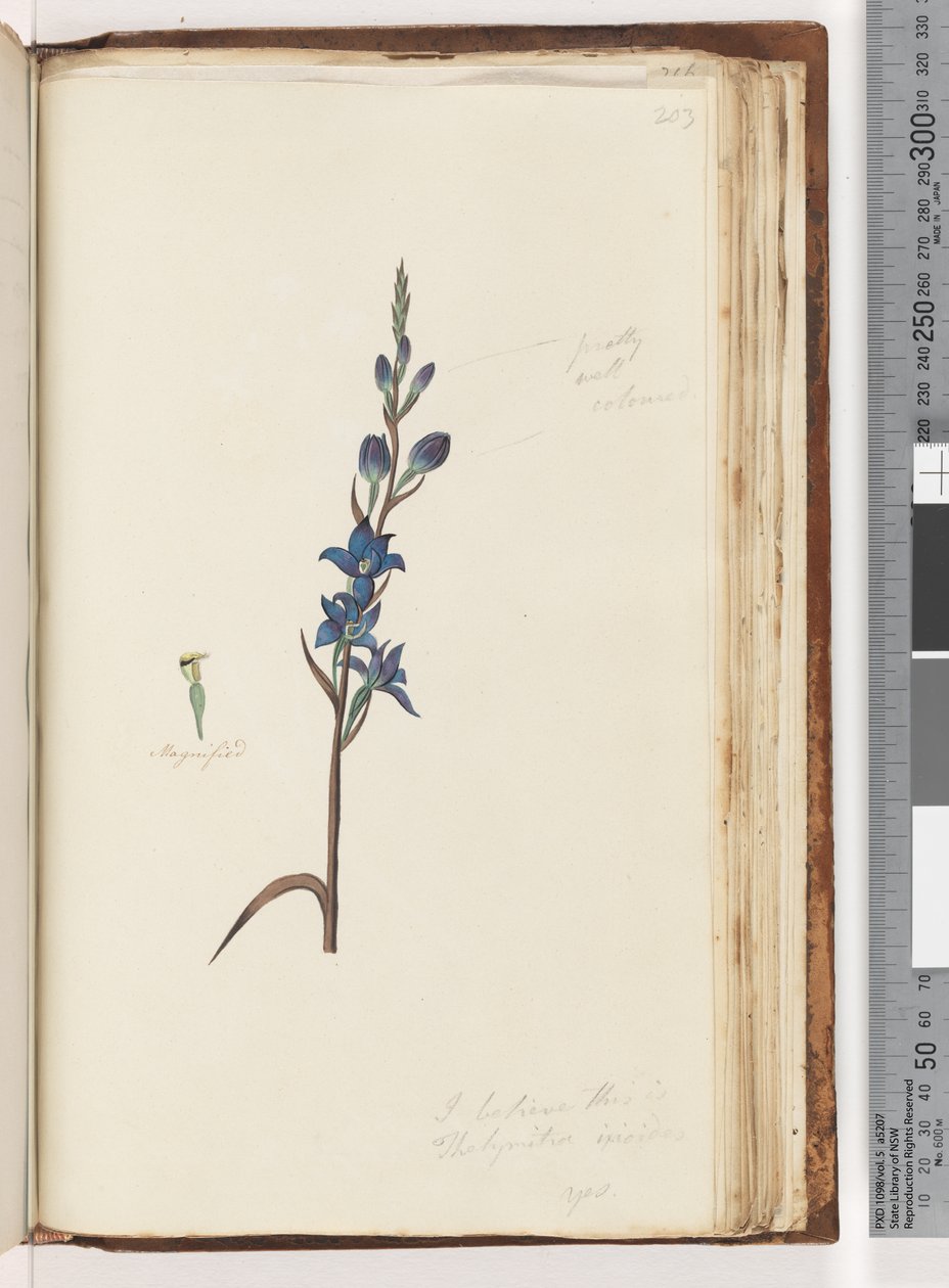 Strona 203. Myślę, że to jest Thelymitra ixioides / Spotted Sun Orchid autorstwa Unknown