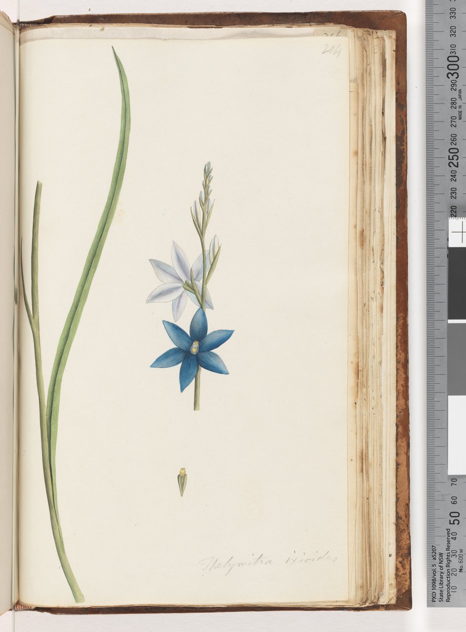 Strona 204. Thelymitra ixiodes / Spotted Sun Orchid autorstwa Unknown artist