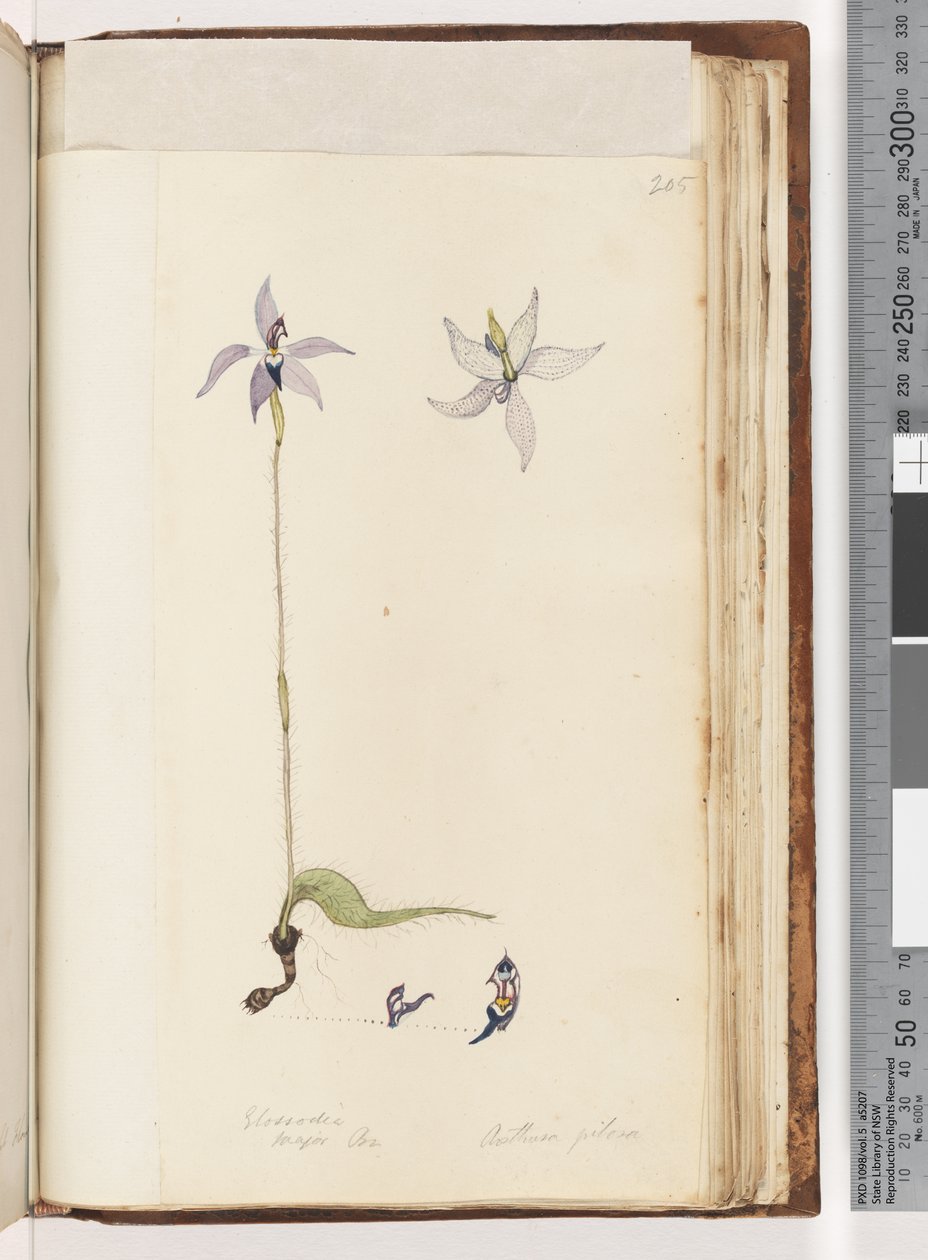 Strona 205. Glosodia. Major na. Arethusa Hairy / Woskowa Lip Orchid autorstwa Unknown artist