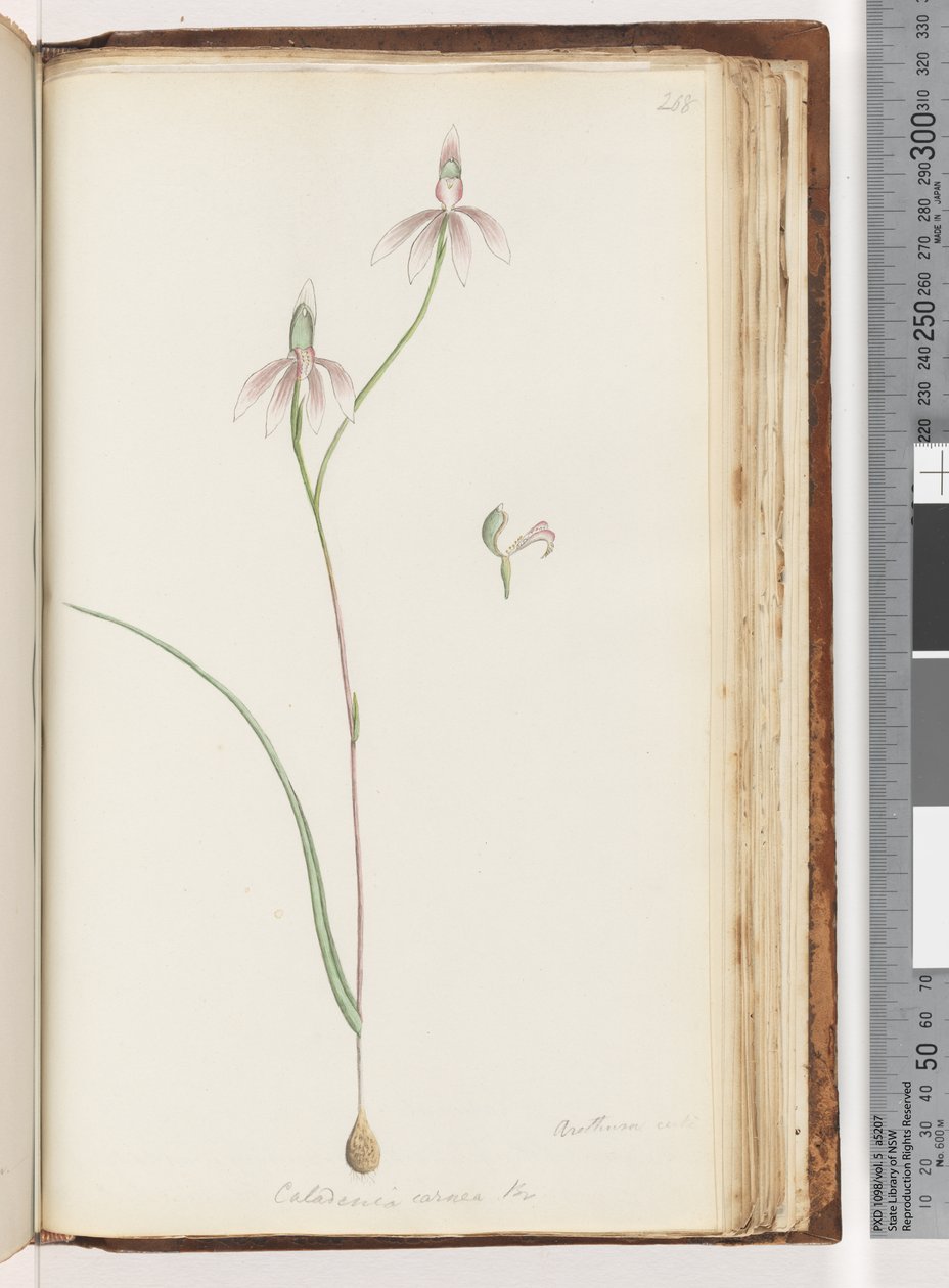 Aretuza na pewno? Caladenia carnea Br / Różowa Orchidea Palców autorstwa Unknown artist