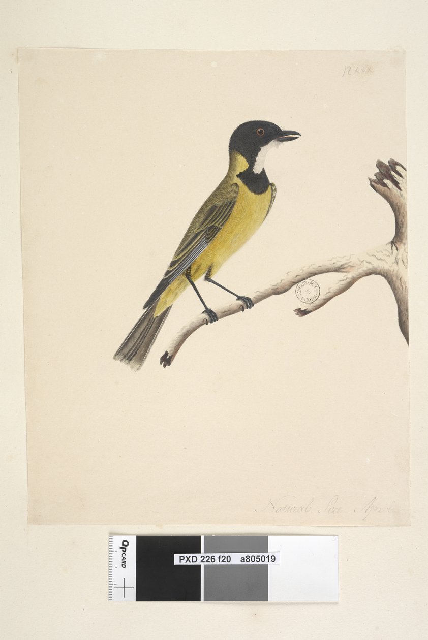 Strona 20. Naturalny rozmiar. Kwiecień Złoty Whistler Pachycephala pectoralis, samiec, 1791-92 autorstwa Unknown artist