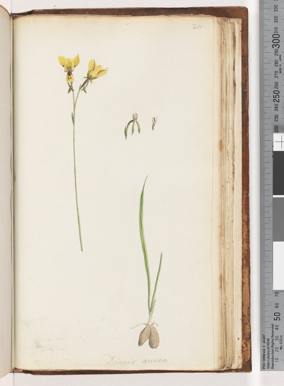 Strona 211. Forma Diuris aurea / Złota osioł orchidea autorstwa Unknown artist