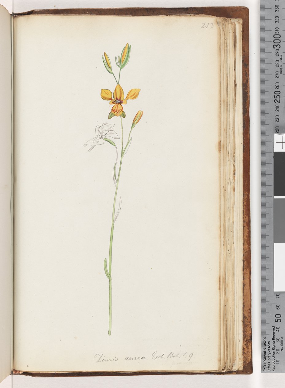 Strona 213. Diuris aurea. Egz. Nerw. t. 9. Złota orchidea osła autorstwa Unknown artist