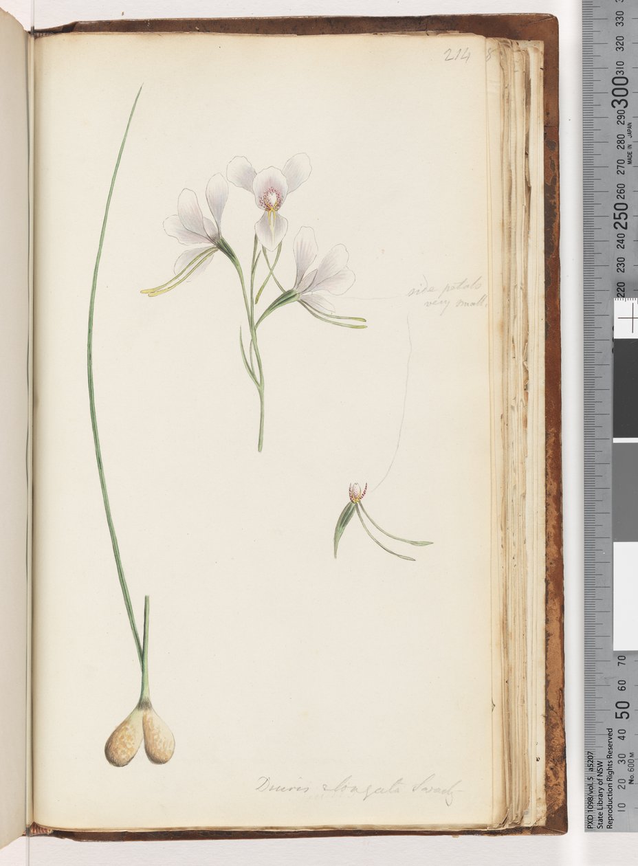 Strona 214. Diuris elongata Saracty? Fioletowa orchidea osła autorstwa Unknown