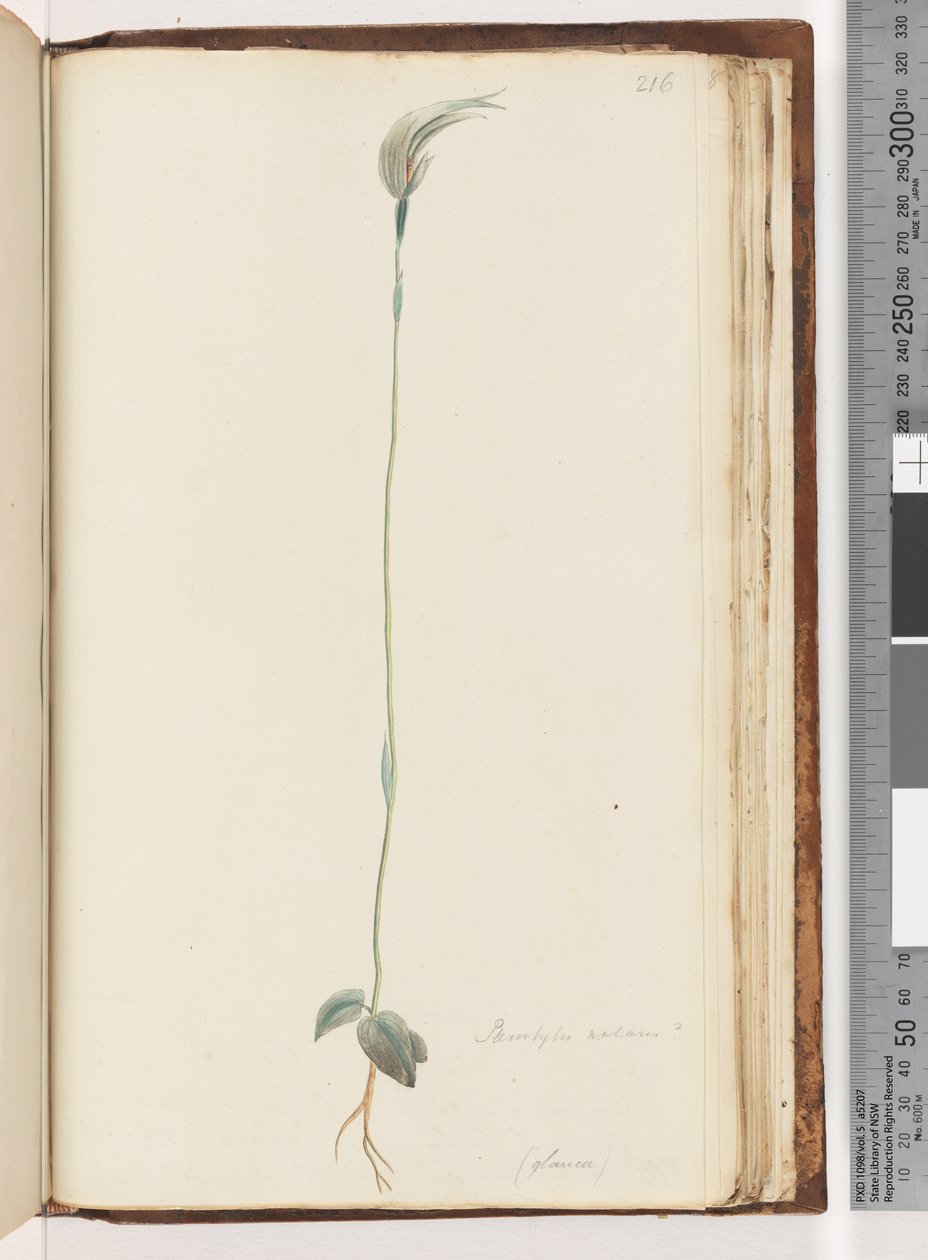 Strona 216. Pterostylis nutans? / autorstwa Unknown artist