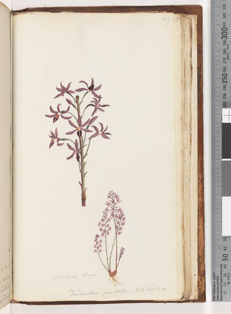 Strona 217. Dipodium Brown / Dendrobium punctatum. Egz. Nerw. T. 12. Hiacyntowa Orchidea autorstwa Unknown artist