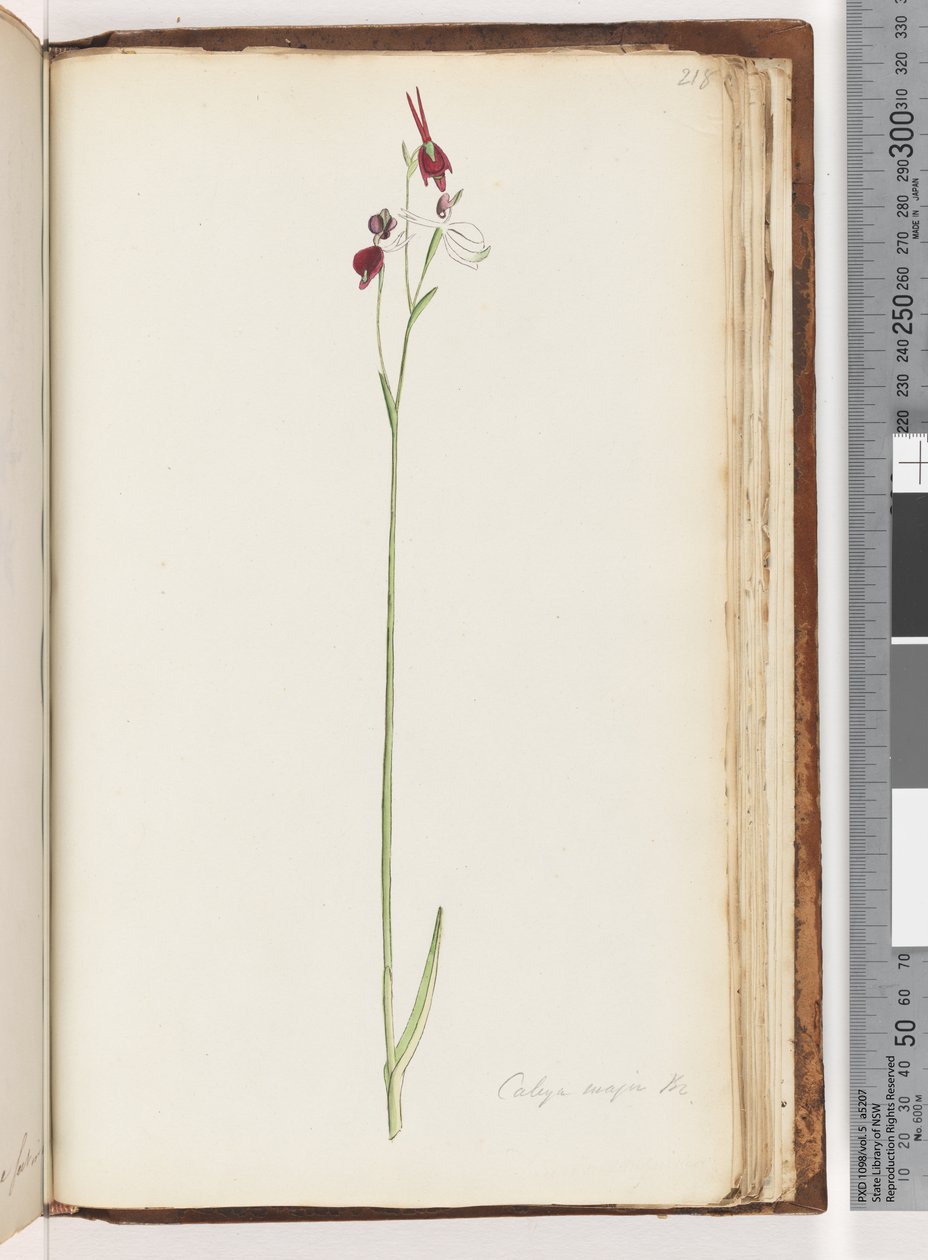 Strona 218. Caleya major Fr. Latająca kaczka orchidea autorstwa Unknown artist