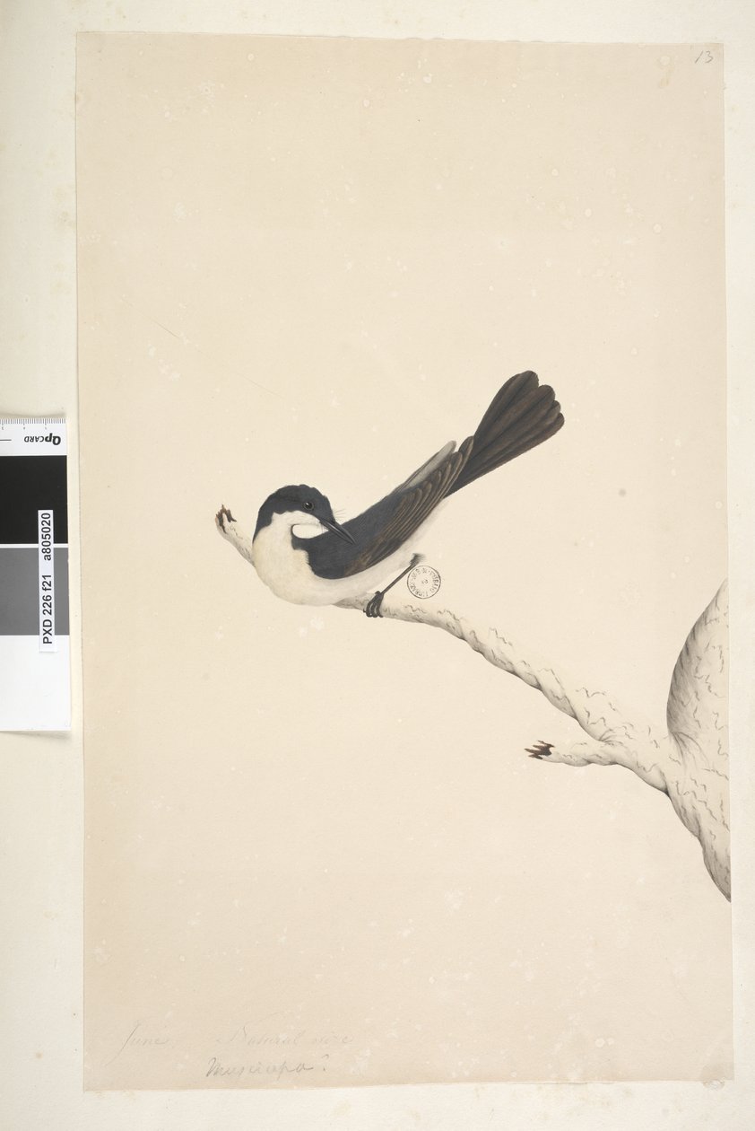 Strona 21. Musciopa. powyższy tytuł w innym rozdaniu Czerwiec. Naturalnej wielkości muchołówka niespokojna Myiagra inquieta Seisura inquieta, 1791-92 autorstwa Unknown artist