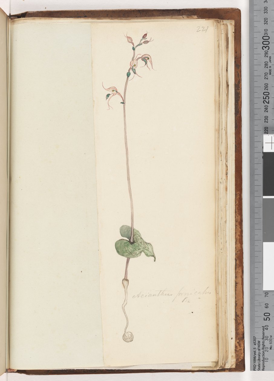 Strona 221. Acianthus fornicatus Br Pixie Caps autorstwa Unknown artist