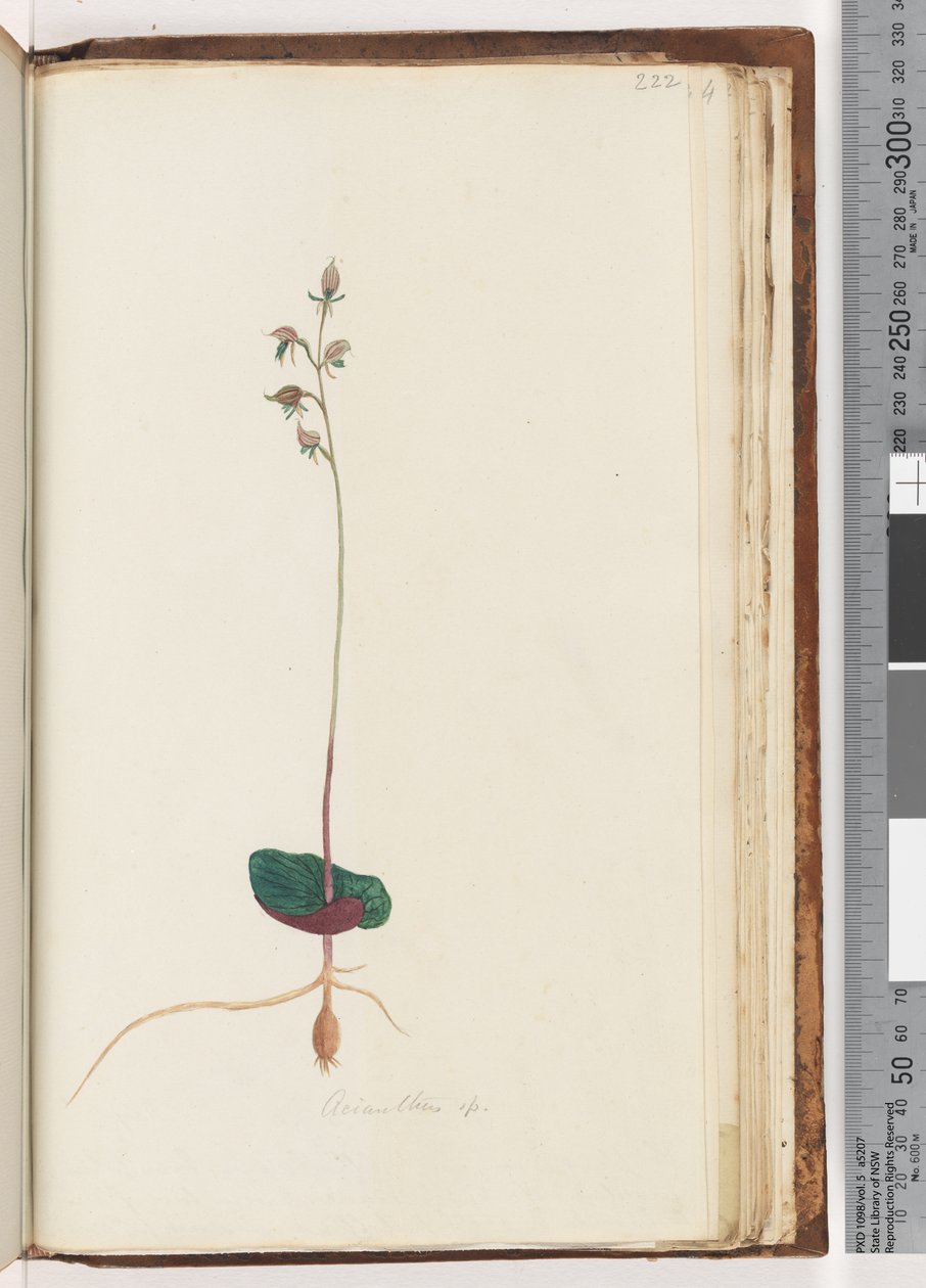 Strona 222. Acianthus sp autorstwa Unknown artist