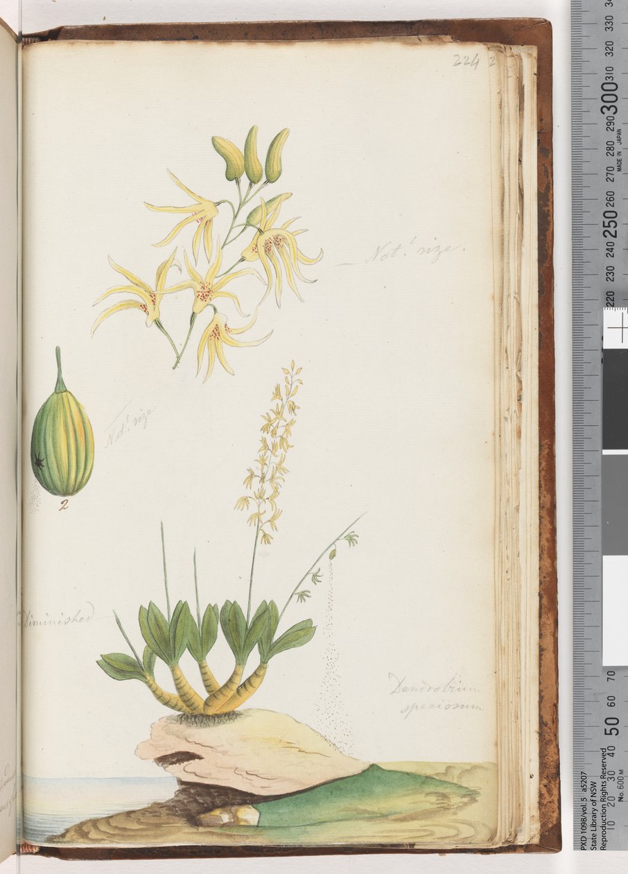 Strona 224. Dendrobium speciosum / Kamienna orchidea autorstwa Unknown artist