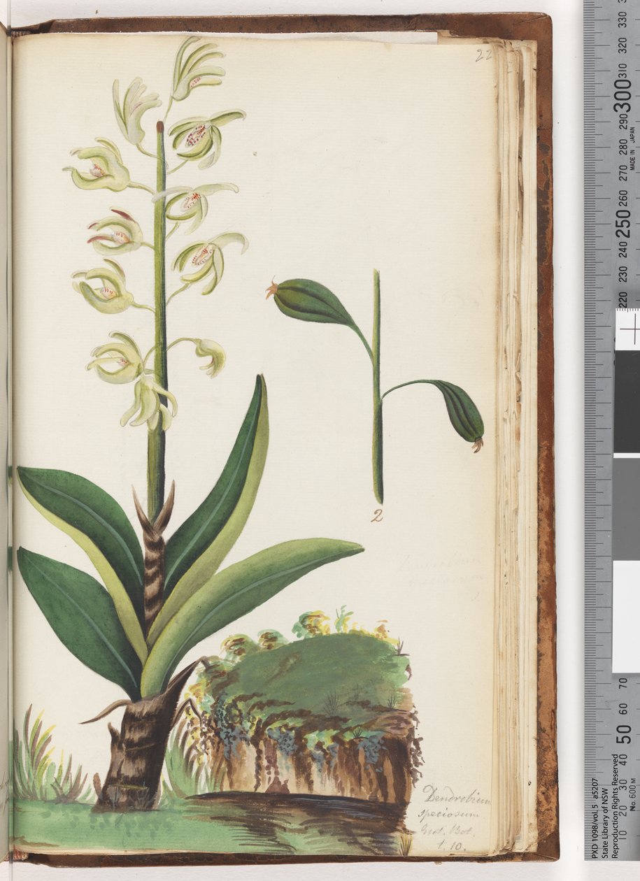 Strona 225. Dendrobium speciosum Egz. Nerw. T. 10 autorstwa Unknown artist