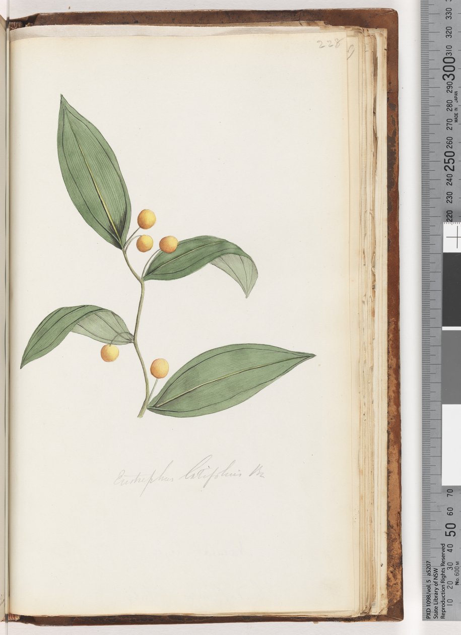 Strona 228. Eustrephus latifolius Br. Wombat Jagoda autorstwa Unknown artist