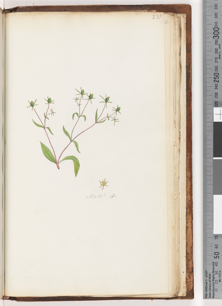 Strona 231. Madia sp autorstwa Unknown artist