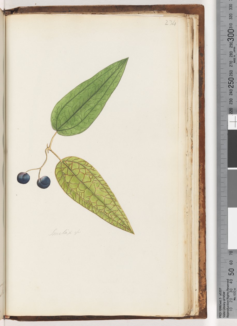 Strona 234. Smilax sp Sweet Sarsaparilla autorstwa Unknown artist