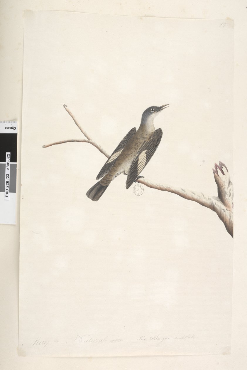 Strona 23. Maj, naturalnej wielkości, tęczówka i język wątpliwe Brown Treecreeper Climacteris picumnus, 1791-92 autorstwa Unknown artist