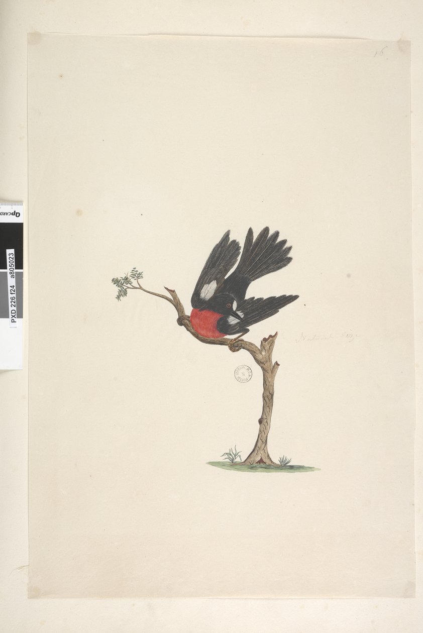 Strona 24. Naturalnej wielkości Scarlet Robin Petroica wielobarwny, samiec, Norfolk Island, 1791-92 autorstwa Unknown artist