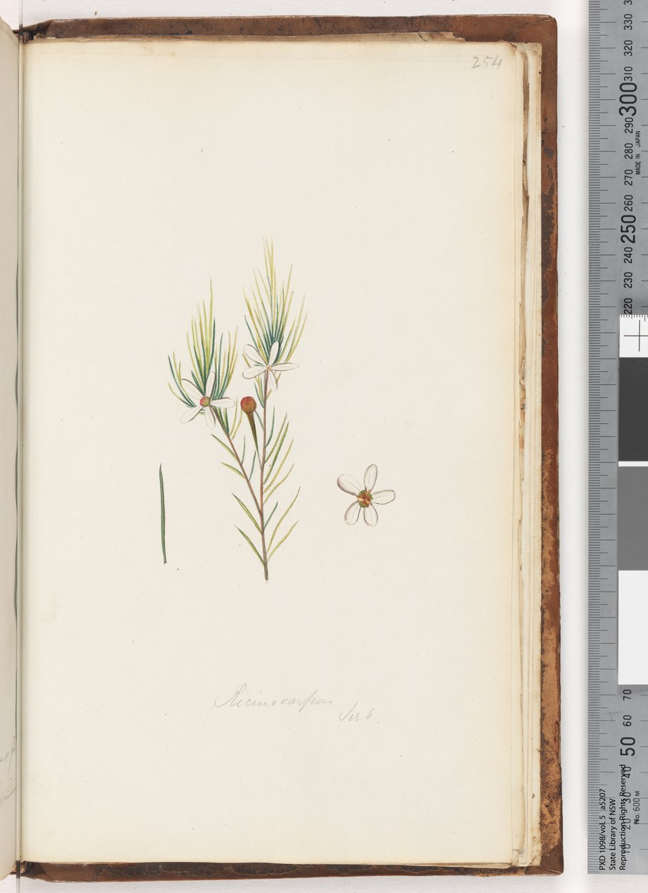 Strona 254. Ricinocarpus / ?? autorstwa Unknown artist