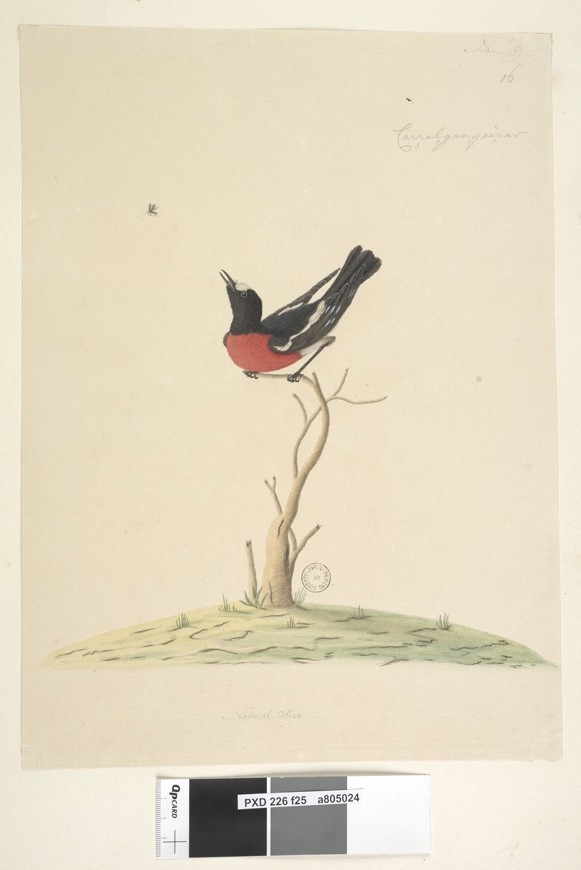 Strona 25. Samochód,ral,gar,yei,sar, naturalnej wielkości Scarlet Robin, samiec Petroica wielokolorowy, N.S.W., 1791-92 autorstwa Unknown artist