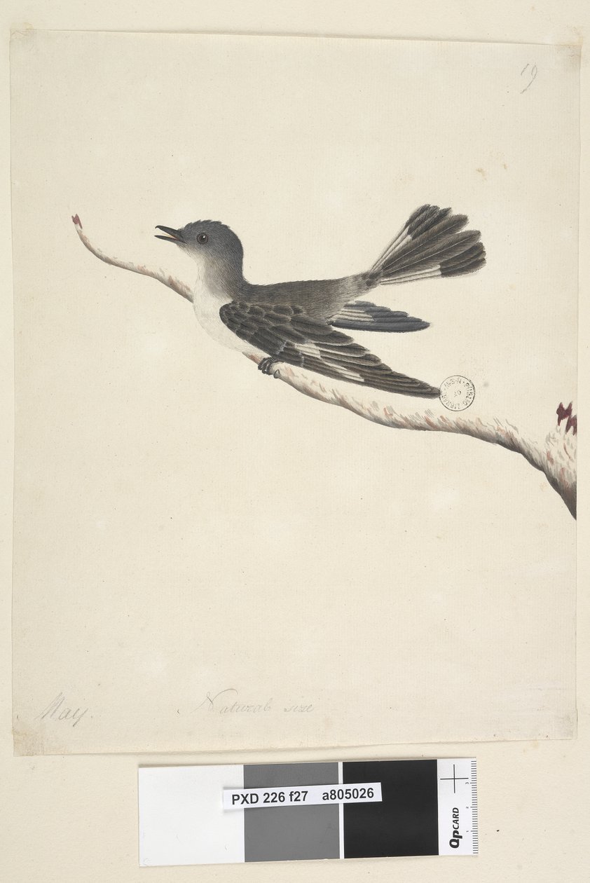 Strona 27. Maj. Rudzik z kapturem naturalnej wielkości, samica Melanodryas cucullata, 1791-92 autorstwa Unknown artist