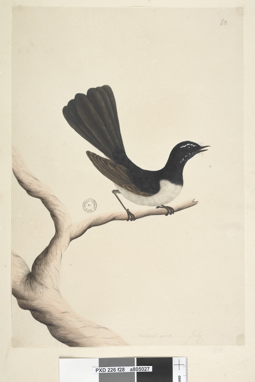 Strona 28. Naturalne rozmiary, lipiec Willie Pliszka Rhipidura leucophrys, 1791-92 autorstwa Unknown artist