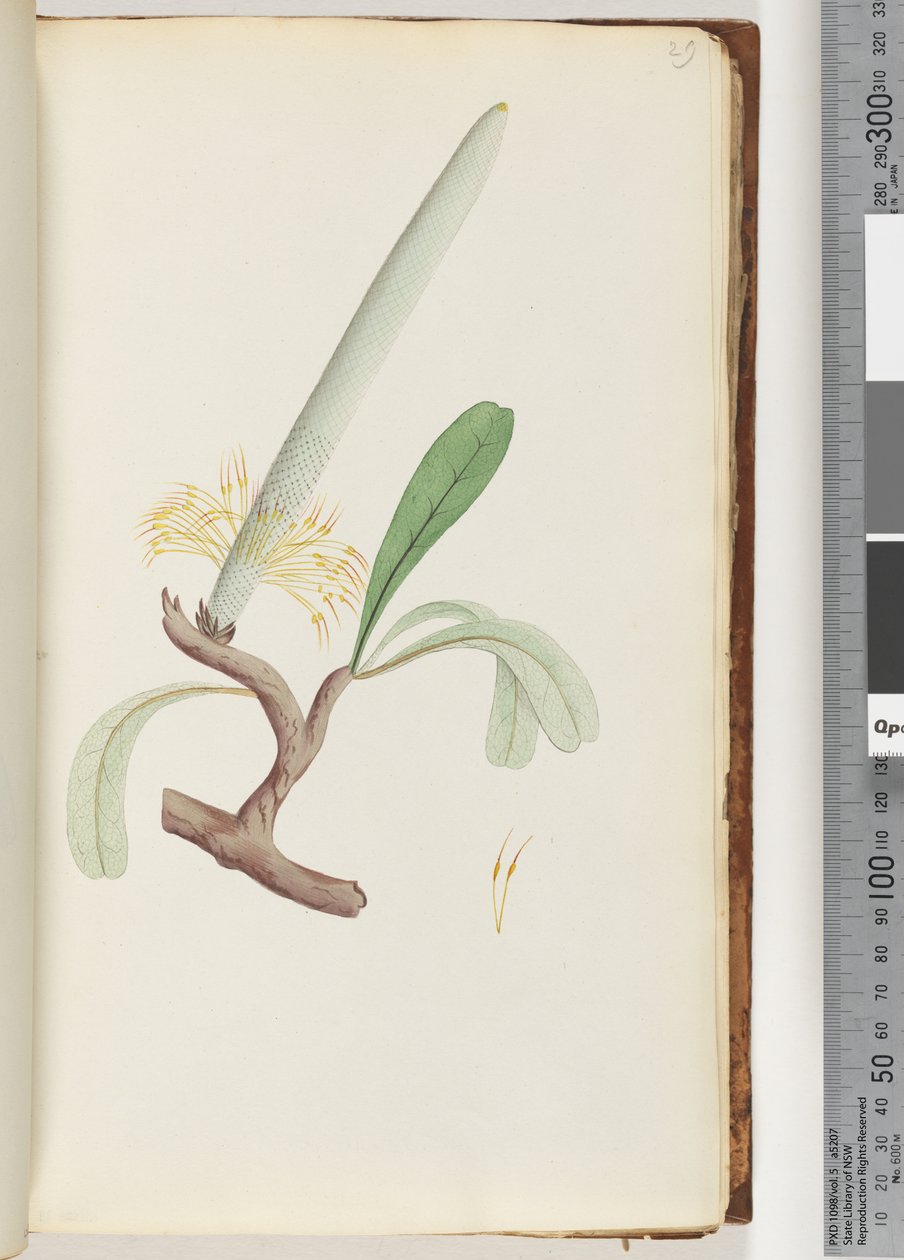 Strona 29. Wybrzeże Banksia autorstwa Unknown artist