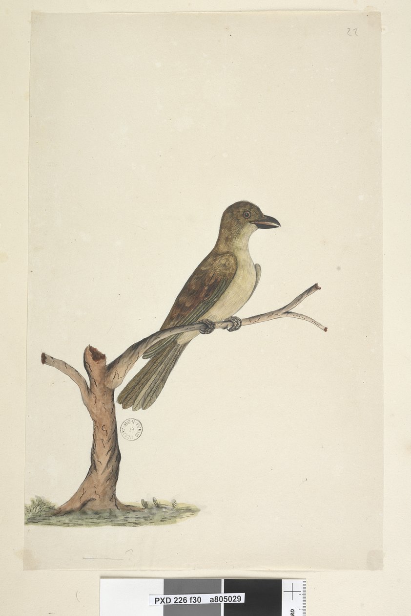 Strona 30. ...? Kos z Norfolk? Aplonis fuscus, samica, 1791-92 autorstwa Unknown artist