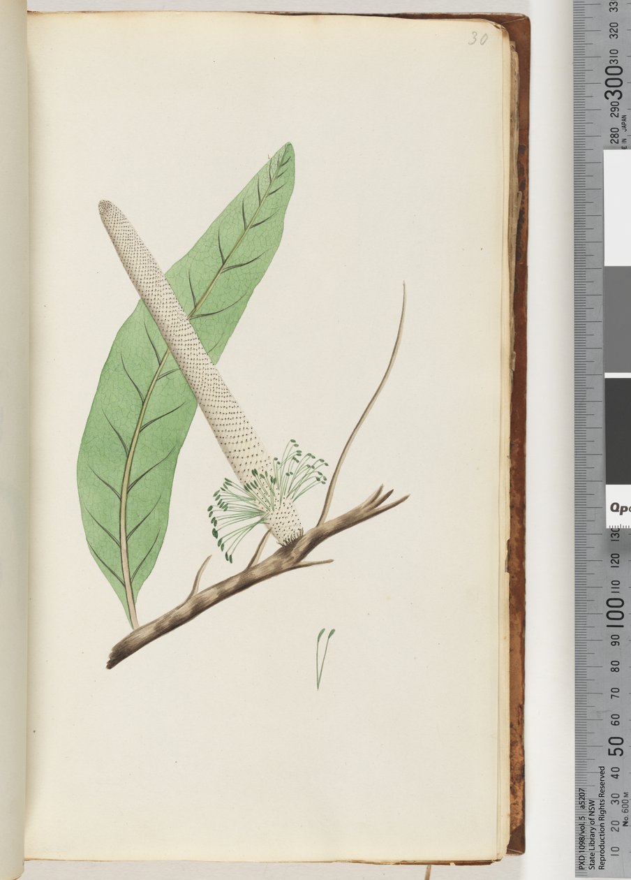 Strona 30. Roślina, Banksia autorstwa Unknown artist