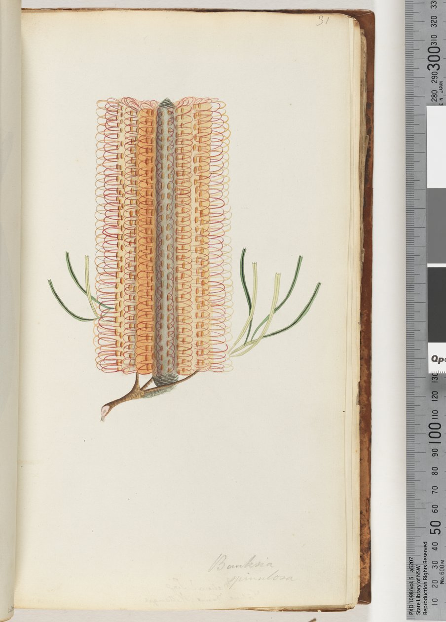Strona 31. Banksia spinulosa / Szpilka Banksia autorstwa Unknown artist