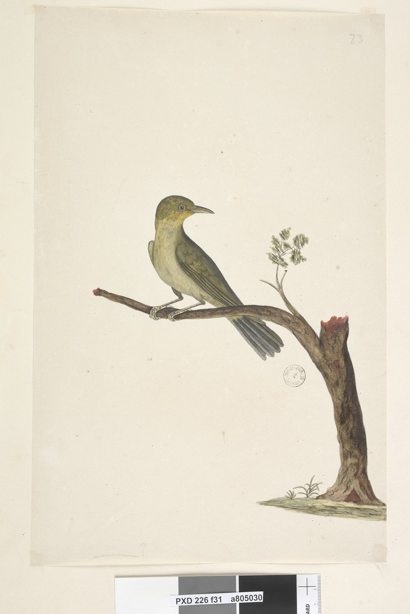 Strona 31....? Smukły, Billed White, Eye Zosterops tenuirostris, 1791-92 autorstwa Unknown artist