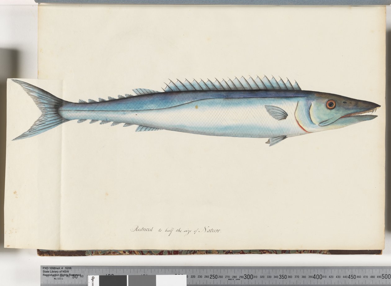 Strona 32. Barracouta autorstwa Unknown artist