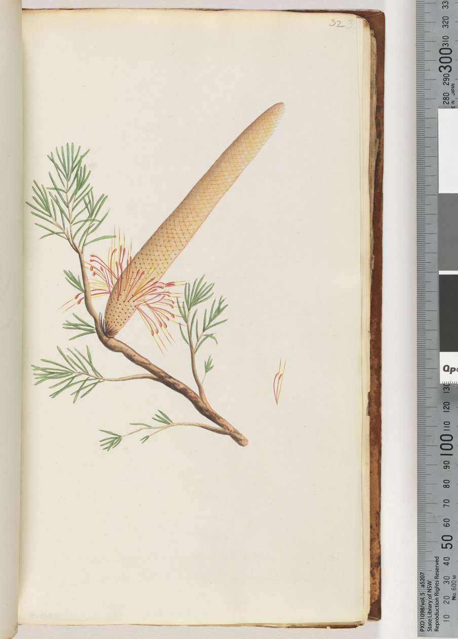 Strona 32. Roślina, Banksia ericifolia autorstwa Unknown artist