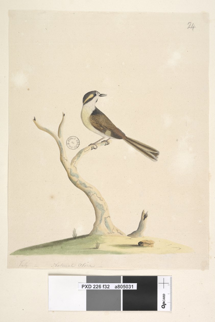 Strona 32. Niezidentyfikowany lipiec, rozmiar naturalny. Notatki dotyczące prób identyfikacji tego ptaka można znaleźć w Hindwood, K. A. The Sydney Bird paintings in the Australian Zoologist, v.XIII, część 2, sierpień 1965, s. 86 autorstwa Unknown artist