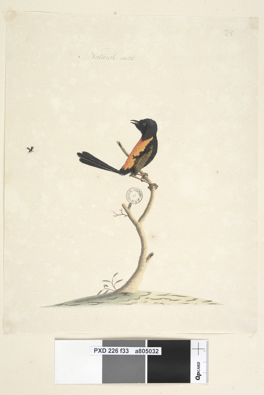 Strona 33. Rozmiar naturalny Czerwony, strzyżyk grzbietowy Malurus melanocephalu,samiec, 1791-92 autorstwa Unknown artist