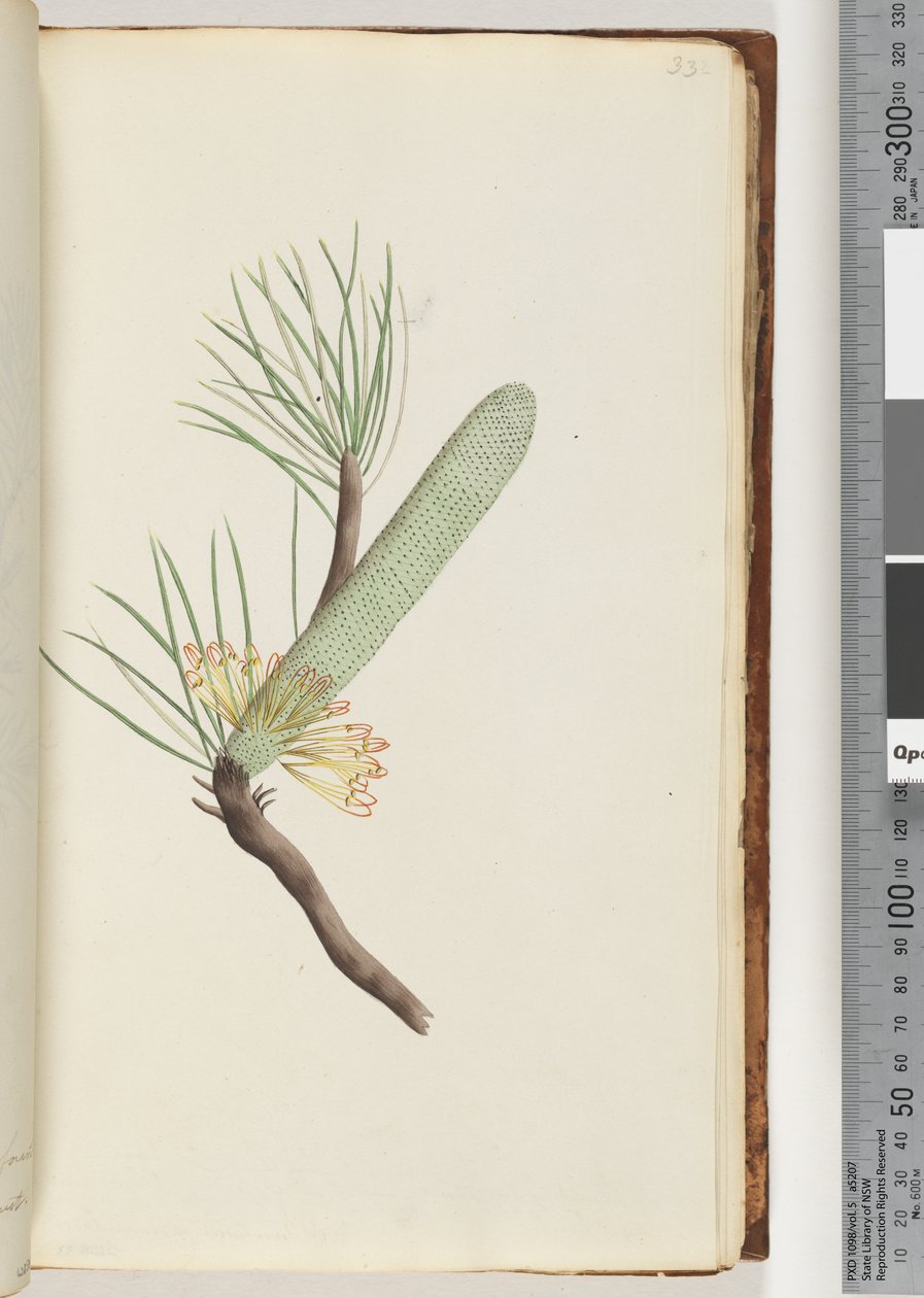 Strona 33. Roślina, Banksia spinulosa autorstwa Unknown artist