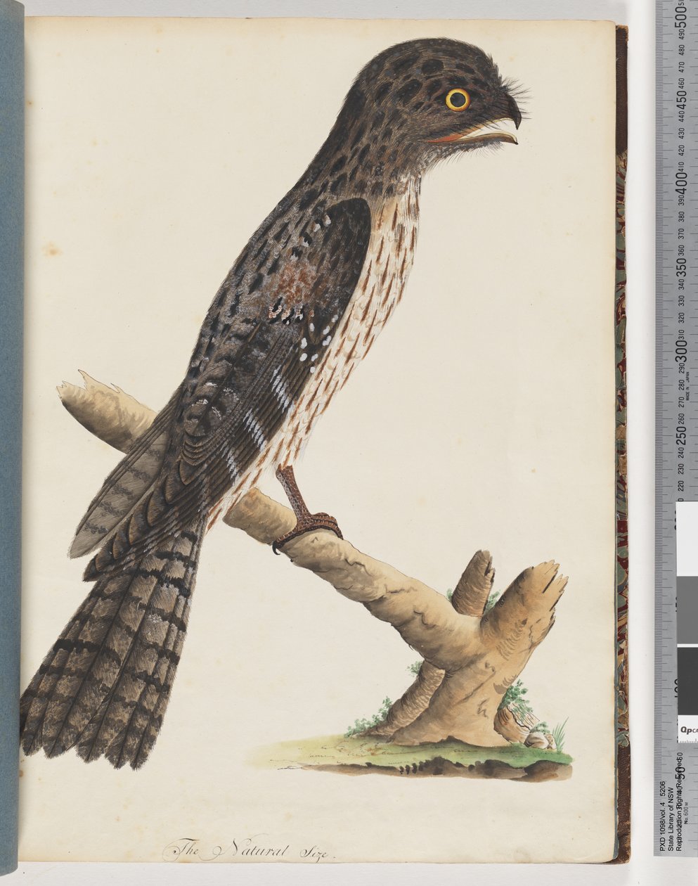 Strona 33. Tawny Frogmouth. Łagodny Koziołkogłowiec autorstwa Unknown artist