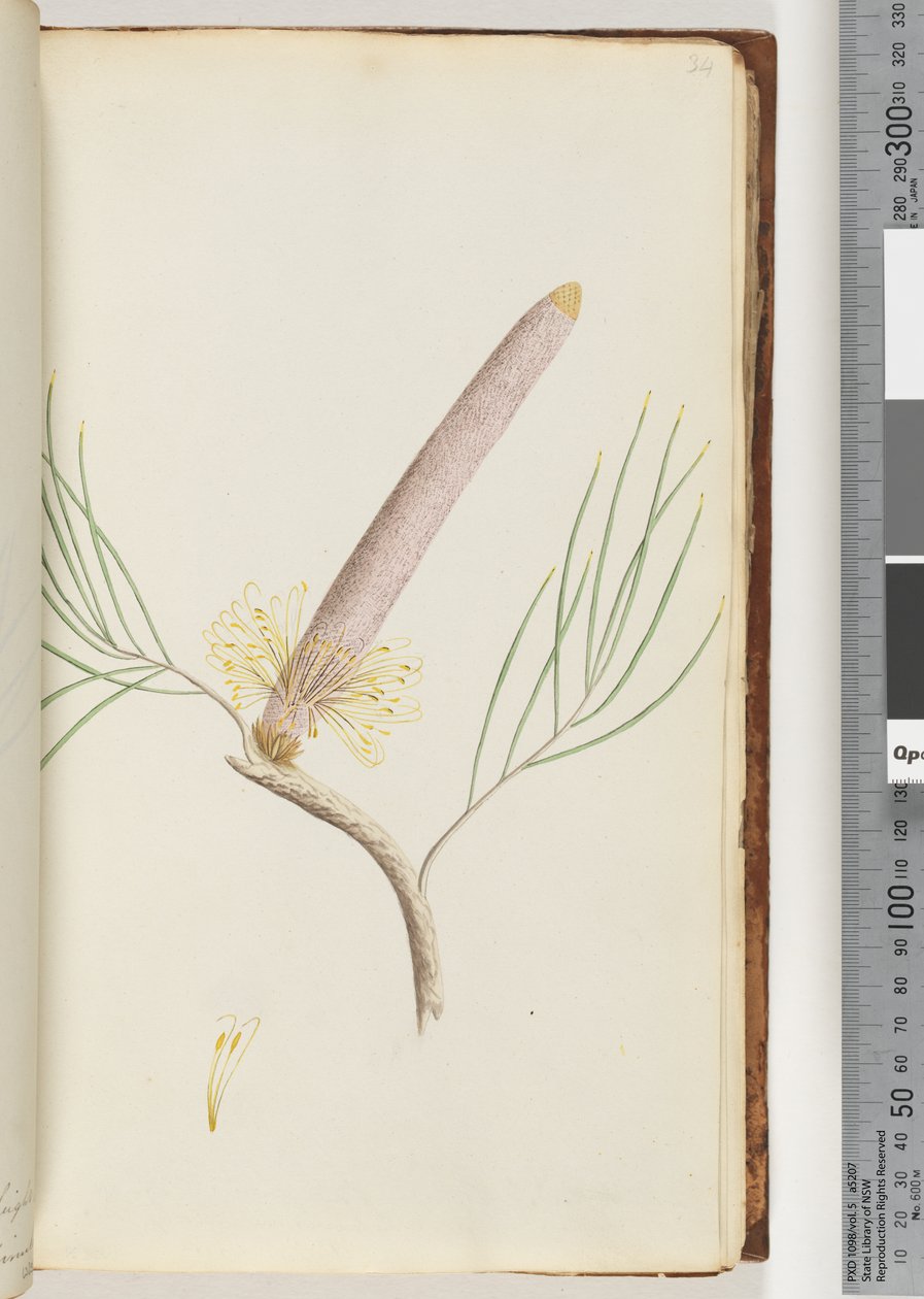 Strona 34. Banksia autorstwa Unknown artist
