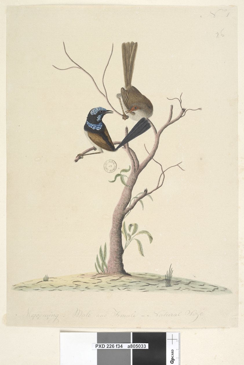Strona 34. Mo,ro,dru,ing, samiec i samica, naturalnej wielkości Superb Blue Wren Malurus cyaneus, 1791-92 autorstwa Unknown artist