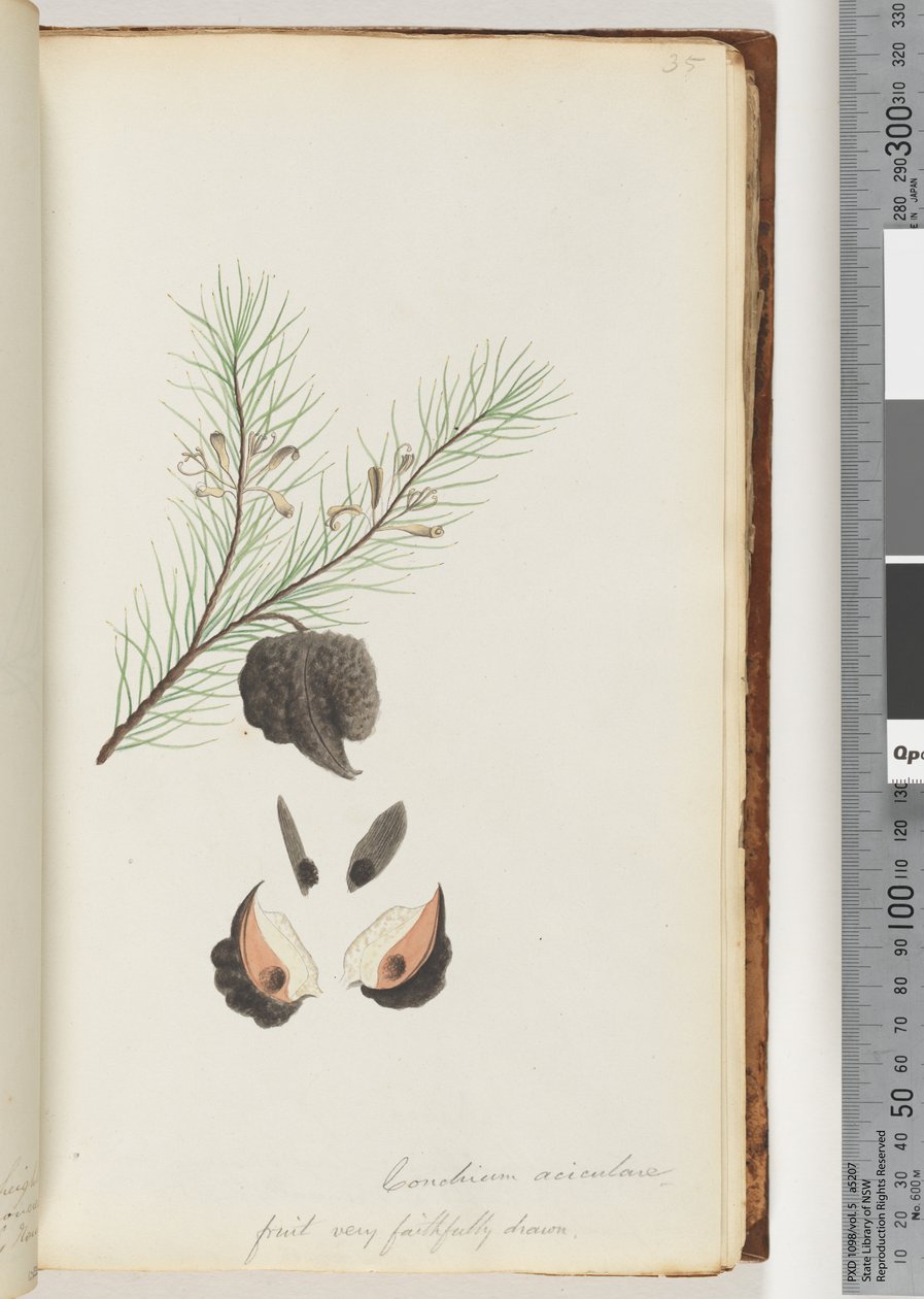 Strona 35. Conchium aciculare / Owoce bardzo wiernie rysowane krzak Hairy Needle autorstwa Unknown artist