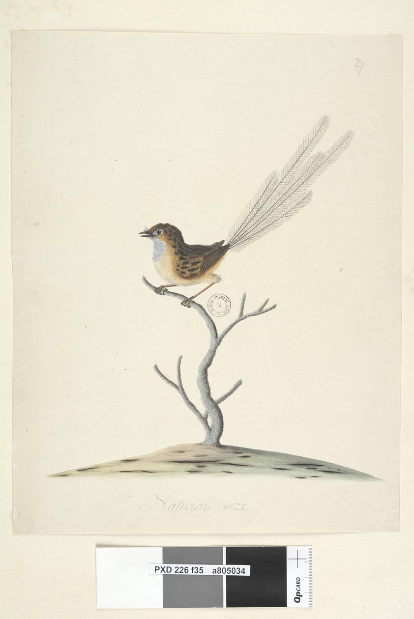 Strona 35. Naturalnej wielkości Emu, Strzyżyk, samiec Stipiturus malachurus, 1791-92 autorstwa Unknown artist
