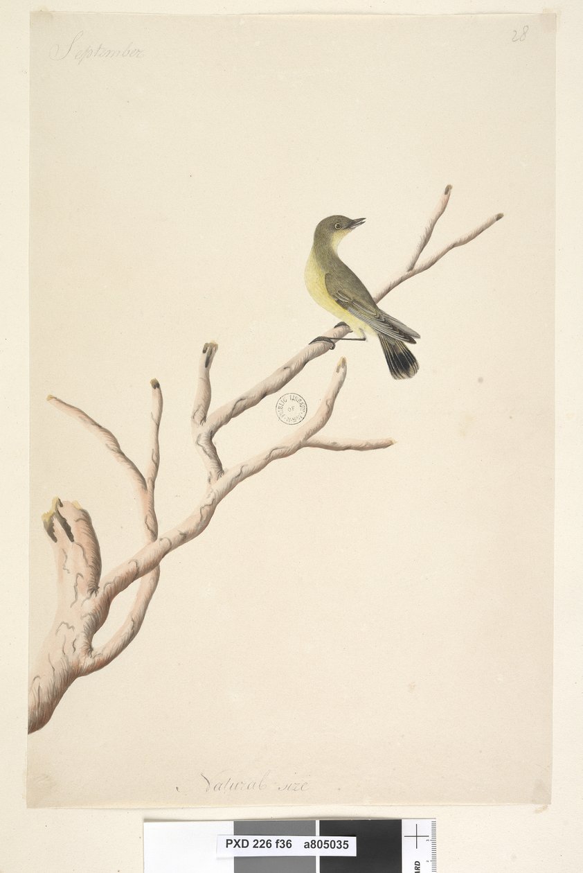 Strona 36. Wrzesień. Naturalna wielkość Żółtodziób zwyczajny Acanthiza nana, 1791-92 autorstwa Unknown artist