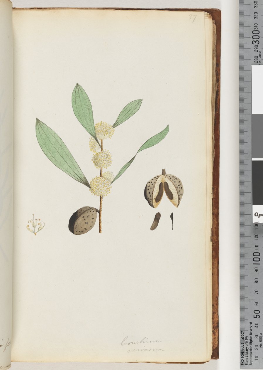 Strona 37. Conchium nervosum (akwarela) autorstwa Unknown artist