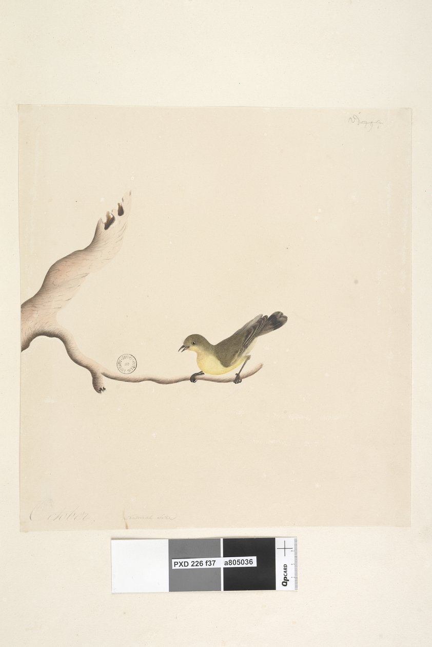 Strona 37. Październik. Naturalna wielkość Żółtodziób zwyczajny Acanthiza nana, 1791-92 autorstwa Unknown artist
